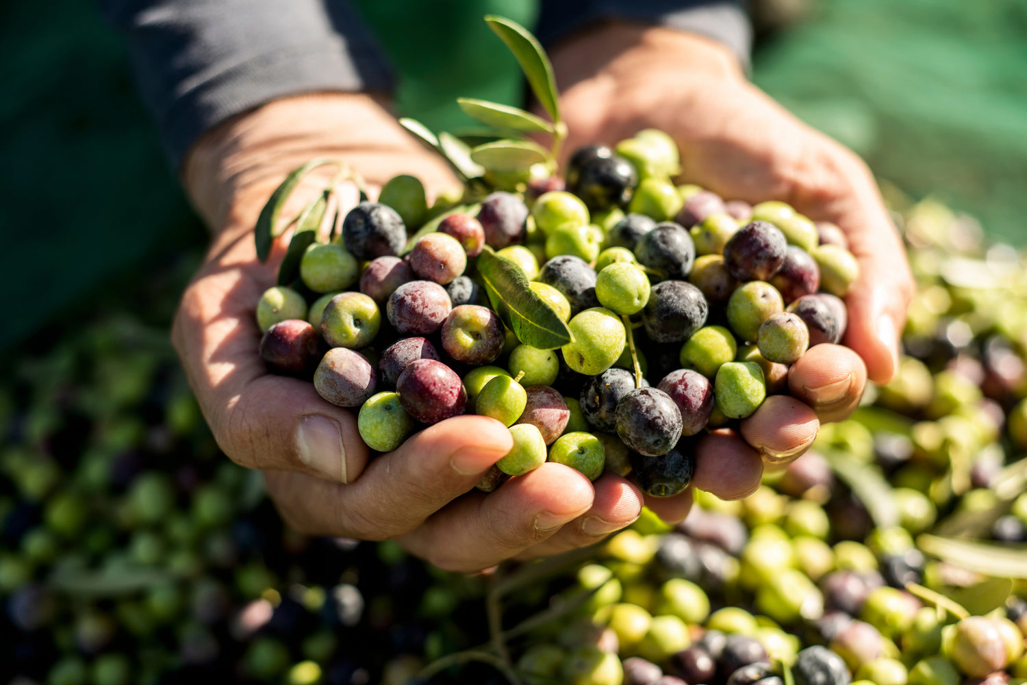 Nos olives sont cueillies à la main, en respectant la tradition oléicole portugaise